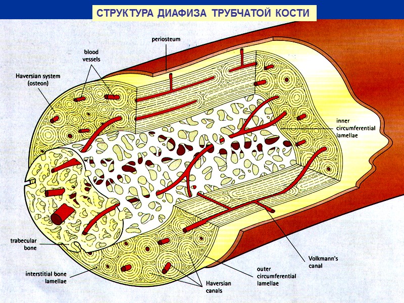 СТРУКТУРА ДИАФИЗА ТРУБЧАТОЙ КОСТИ